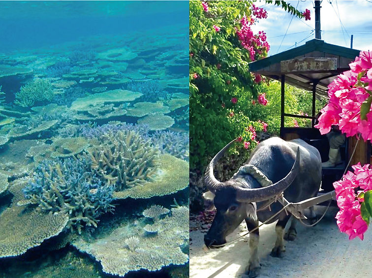 竹富島 水牛車観光+グラスボート観光 追加プラン